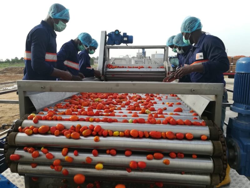 GBfoods completes N20B tomato processing factory in Kebbi